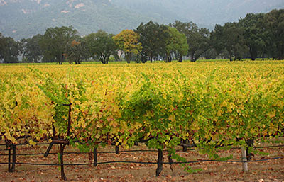 Vineyard